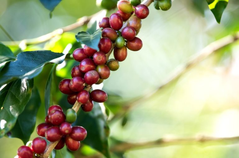 coffee-agronomy-ADC-768x508
